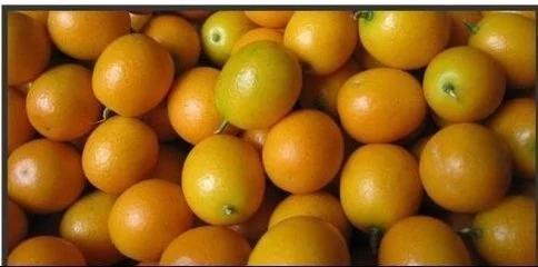 1633916398972960.jpg t013495404187af363a.webp.jpg