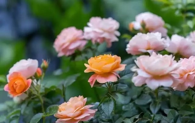 1690361045434793.jpg 1.jpg