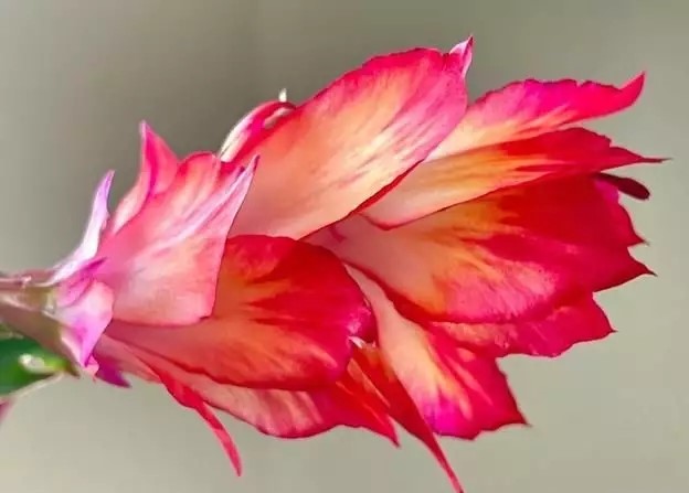 1697082178675020.jpg t012b67149aa78036d8.webp.jpg